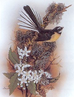 New Zealand Fantail.jpg (26428 bytes)